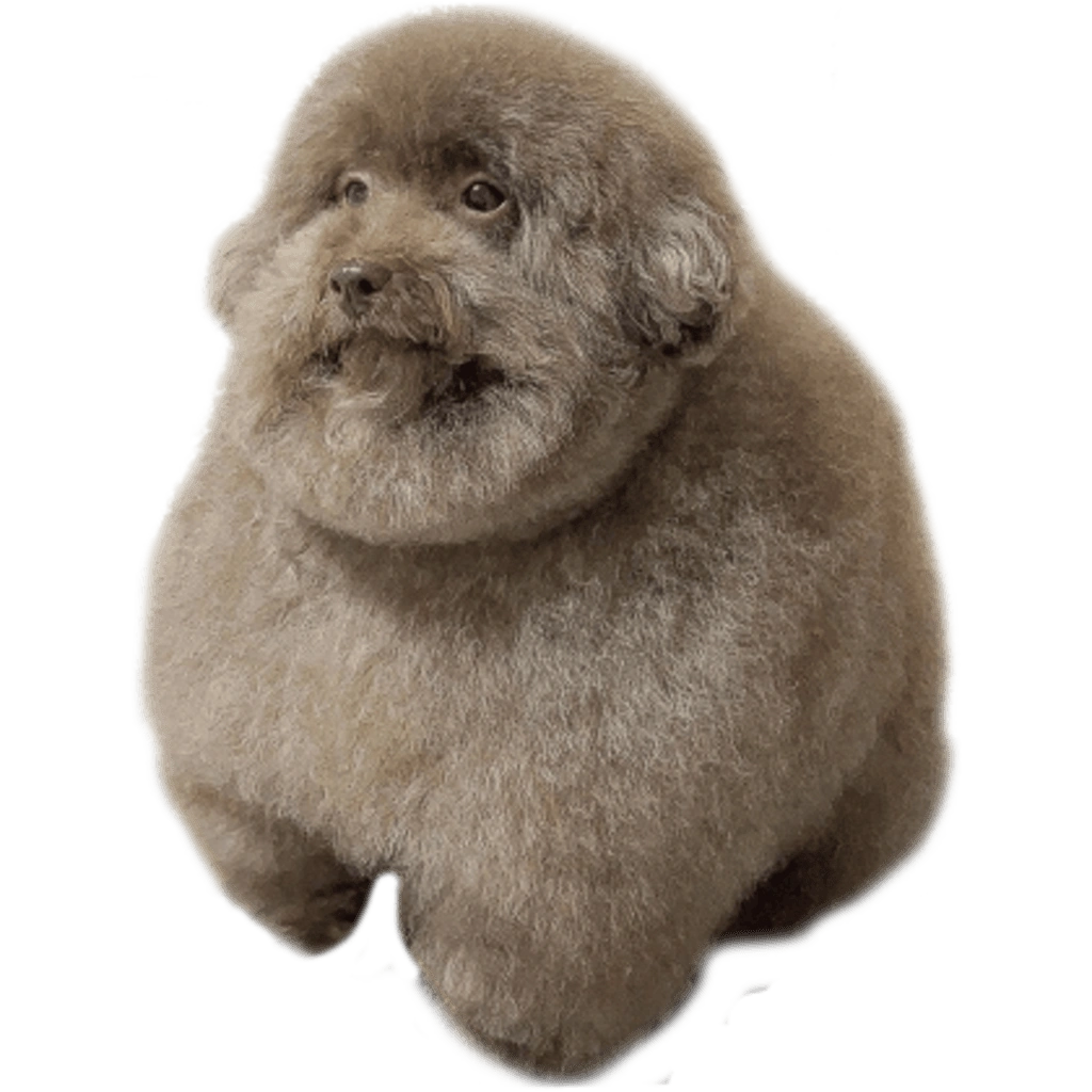 quoc's profile picture
